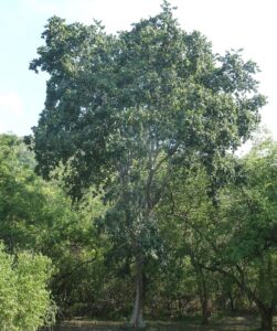 white+stinkwood+tree