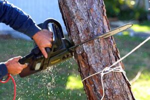 Benefits Of Professional Tree Removal