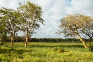 Common Tree Species In Randburg