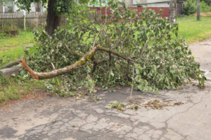 Emergency Tree Removal