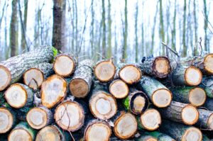 Guide To Tree Felling In Randburg